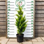 Cyprusovec leylandský (Cupressocyparis leylandii) ´GOLD RIDER´- výška 100-120 cm, kont. C9L